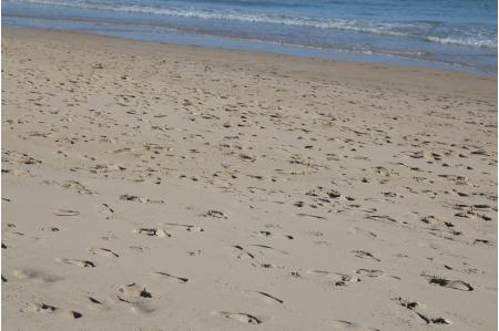 Nuestra huella ecológica (Vol. I) Nuestra huella ecológica (Vol. I)